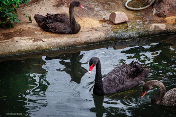 Black Swan / ***