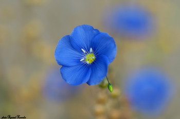 Blue flax / Thank you all for your comments and votes on my pic