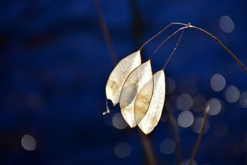 Silver leaf plant in the morning backlight / Diese Pflanze leuchtet so schön silbern im Winter und bittet mich immer wieder um ein Foto