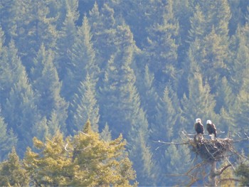 Ancestral Home / Mature Eagles return and nest in this ancient forest canopy to create the next generation of eagles that will patrol the sky's of Canim Lake BC Canada.