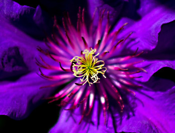 Clematis violett / Nahaufnahme einer violetten Clematis-Blüte.