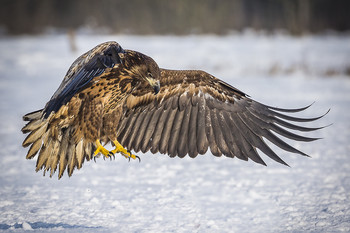 Landemanöver / Seeadler im Schnee