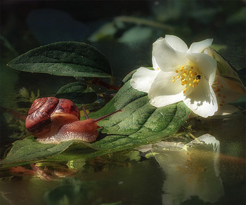 Sommermorgen. / ***