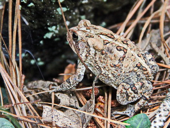 Fowler's Toad / ***