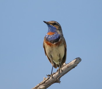 Blaukehlchen / ***