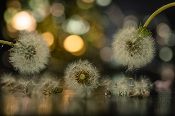 Naturaleza muerta en vida / Después de la flor recupero su segunda vida