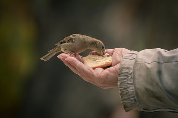 Recibiendo su ración de comida / Persona que alimenta a los gorriones que se posan en su mano.