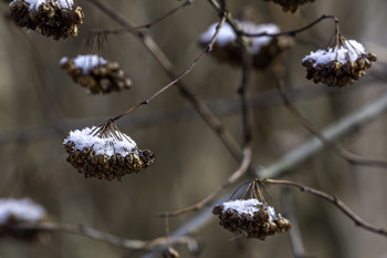 Snow Capped / These snow capped seed pods sure looked pretty