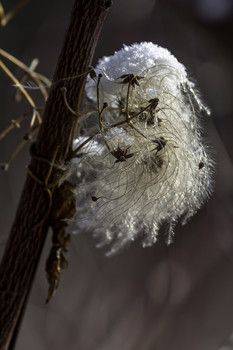 Feathery White Seeds / These feathery white seeds also were capped with snow