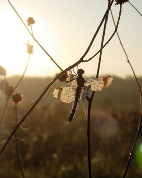 Herbstnebel / ***