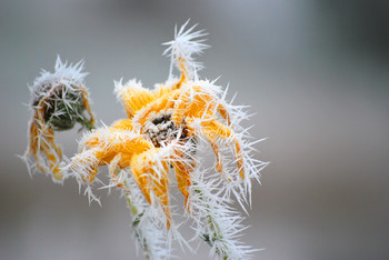 The winter began much too early / Der Winter kam so plötzlich, das sich die Blumen nicht mehr verstecken konnten