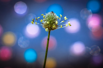 No identificad, flor de la primavera. / ***