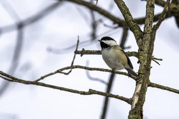 Black Capped Chickadee / This Black Capped Chickadee was singing its heart out up in the tree