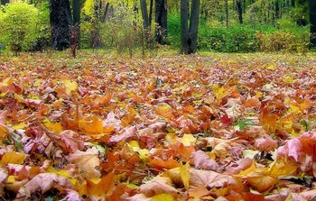 Die Erinnerung an den Herbst / ***