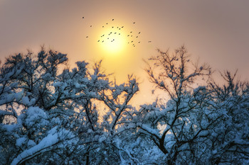 Morgendämmerung / ***