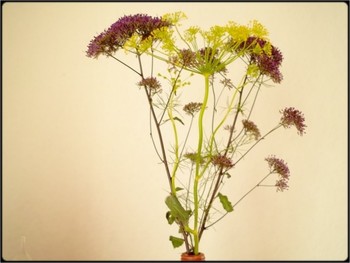 flowers / stillife, natural light