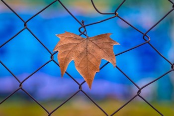 Se agarra a la vida. / Hoja del otoño resistiendo la caída.