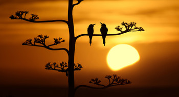 Uccelli romantici / Silhouette di Guccioni al calar del sole dietro le colline.