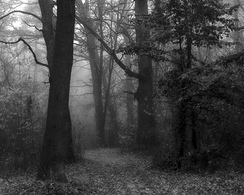 Nebel im Wald / ***