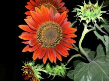 Sonnenblumen / ***