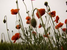 Mohn / ***