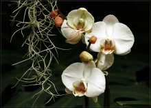 Orchidee / ***