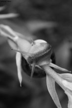 Schnecke / ***