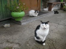 Katzen / :)***
