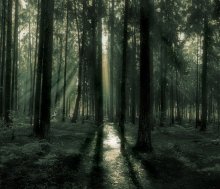 Wald in kastrychniku / ......
