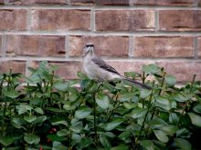 On the look-out / Our neighbor