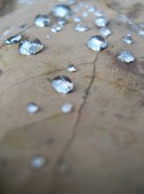 verwirrt Herbst / ...