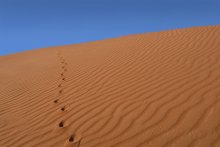 Farbe und Linie III - Footprints in the Desert / ***