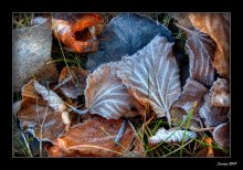 Erster Frost / ***