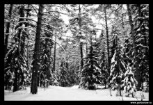 Im Winterwald / ***