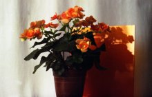 Stimmung / ***