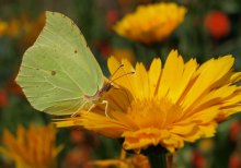 Sommer Farben ... / ***