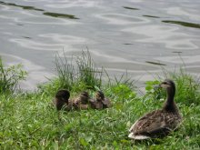 Große Familie / ***