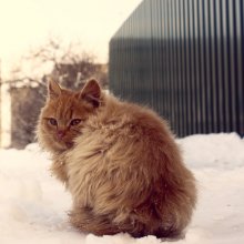 Jede Katze möchte ein Löwe sein ... / ***