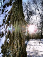 Sonne / ***