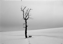 Von der Foto-Archiven. Winterlandschaft. / ***