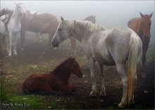 Pferde im Nebel / http://www.annamariasats.com/ru/Photography.html