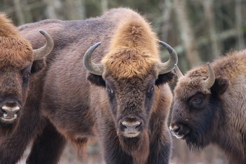 Pashkevich68 / Pashkevich68