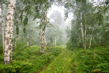 Forest Road. / ***