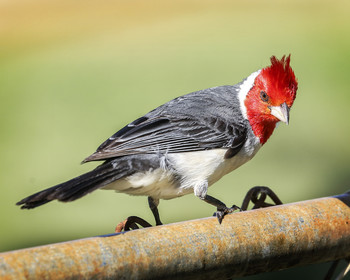 &nbsp; / Red Crested Cardinal