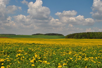 Zeitpunkt der Blüte Löwenzahn / ***