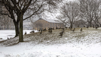 Gathering of the Clan / This seemed to be a gathering of the clan of Canadian geese