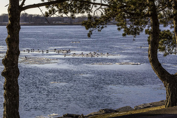 Floating Down the River / These seagulls were floating down the river on ice flows