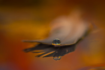 Momento de lagrimas. / Pluma sosteniendo gota de agua.