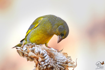 Verdone / ....hungry for sunflower