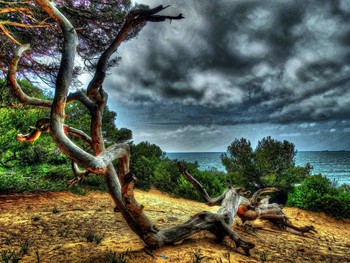 ARBRE / Tarragona bosc de la Marquesa - Tarragonès